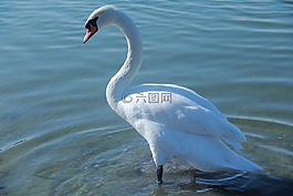 鳥,水,自然
