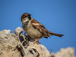 麻雀,鳥,自然