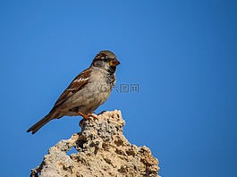 麻雀,鳥,自然