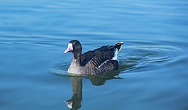 水,鳥(niǎo),湖