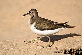 限制,鳥(niǎo),野生動(dòng)物