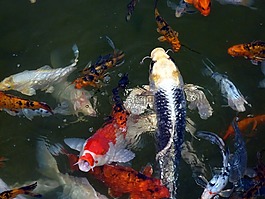 魚,動物,魚群