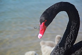 水,鳥,自然