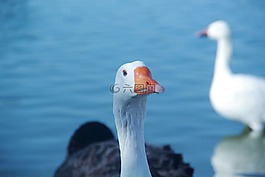 鳥,水,自然