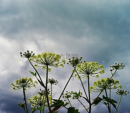 阴云,雨前,花朵