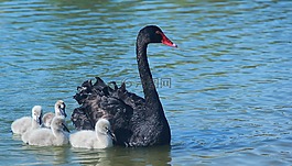 水,天鵝,鳥(niǎo)