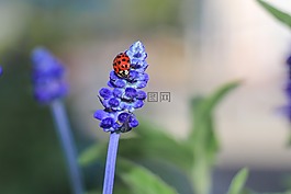 性質(zhì),瓢蟲,甲蟲