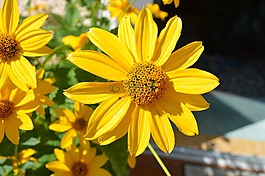 花,廠,性質(zhì)