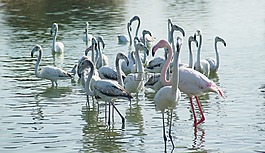 鳥,水,自然