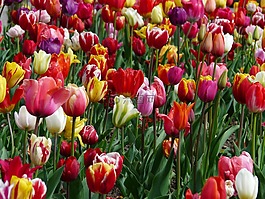 郁金香字段,郁金香,tulpenbluete