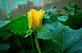 黃色,花園,植物