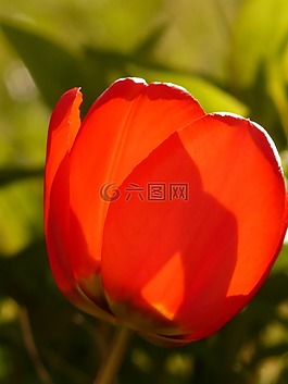 郁金香,紅色,春天