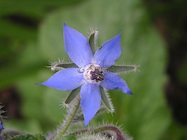 borretschblüte,琉璃苣,蓝色花