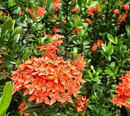 紅色,花,花的