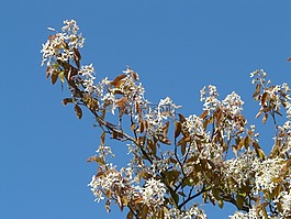 明星 magnolie,木蘭科斯泰拉塔,樹(shù)