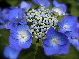 八仙花,蓝色绣球花,蓝色