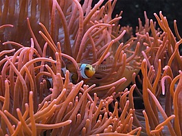 尼莫,小丑魚,魚