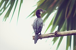 鳥(niǎo),自然,動(dòng)物