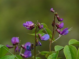 春豌豆,豆科,廠
