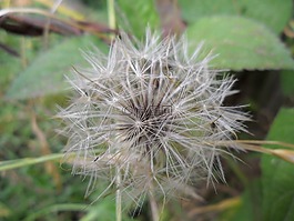 狮子的牙齿,野生花卉,性质
