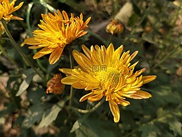 自然,植物區(qū)系,花