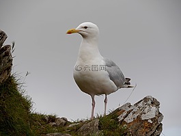海鷗,威爾士,天空