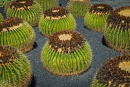 mammillaria,仙人掌,仙人掌温室