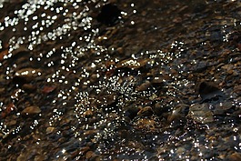 水,河,關(guān)閉了