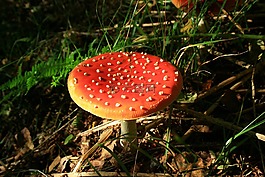 飛木耳,性質(zhì),秋季