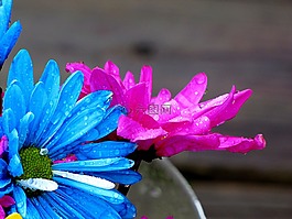 雛菊,鮮花,雨