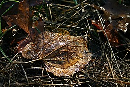 葉子,露水,潮濕