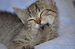洗,清洁,猫