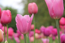 鮮花,郁金香,春天