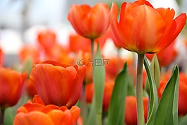 鮮花,郁金香,春天