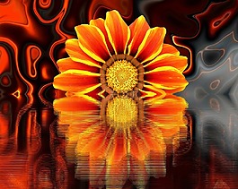 開花,花,性質(zhì)