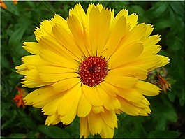 萬壽菊,花園,關閉