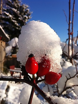 冬天,雪,弗羅斯特