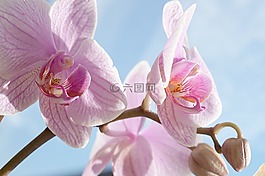 蘭花,粉紅色,開花