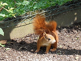松鼠,動物,花園