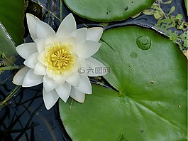 荷花,水花,莉莉垫