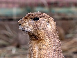 gopher,滅鼠,哺乳動物