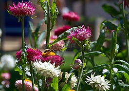 薊,鮮花,昆蟲(chóng)
