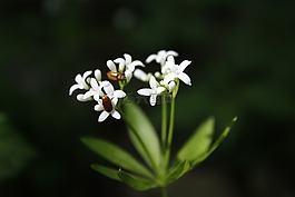 花,白花,野花