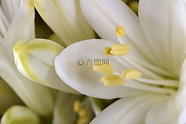 花,郵票,雄蕊