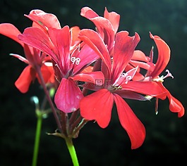 花,紅色,天竺葵