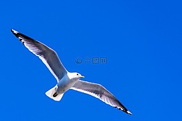 海鷗,鳥,翼展