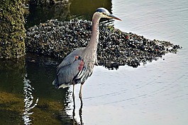 水鳥,貽貝,水