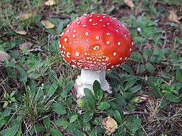 飛木耳,蘑菇,秋季