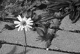 雛菊,花人行道上,黑與白