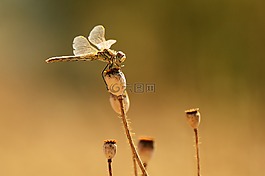 蜻蜓,宏,昆蟲的翅